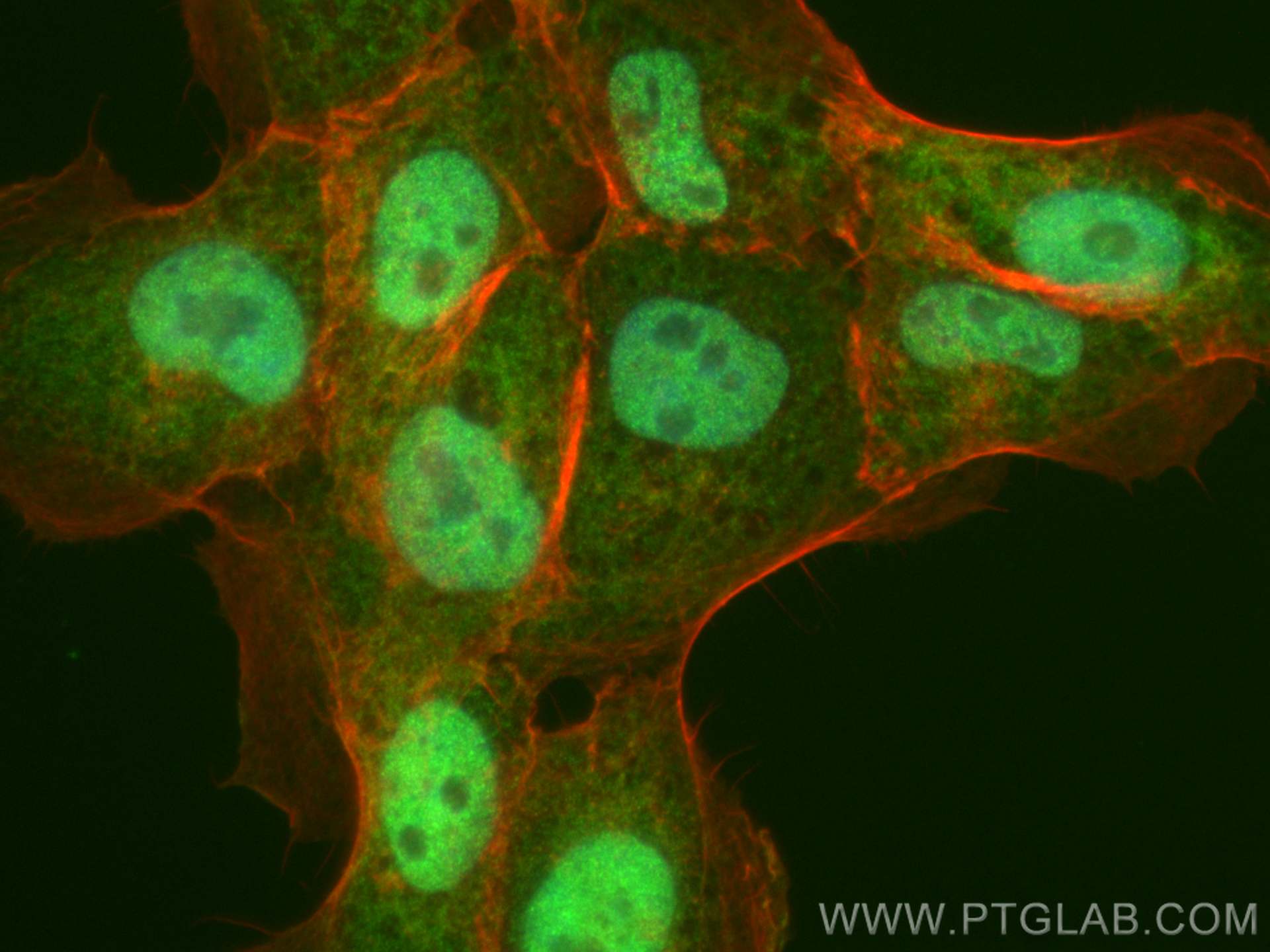IF Staining of U-251 using CL488-23306