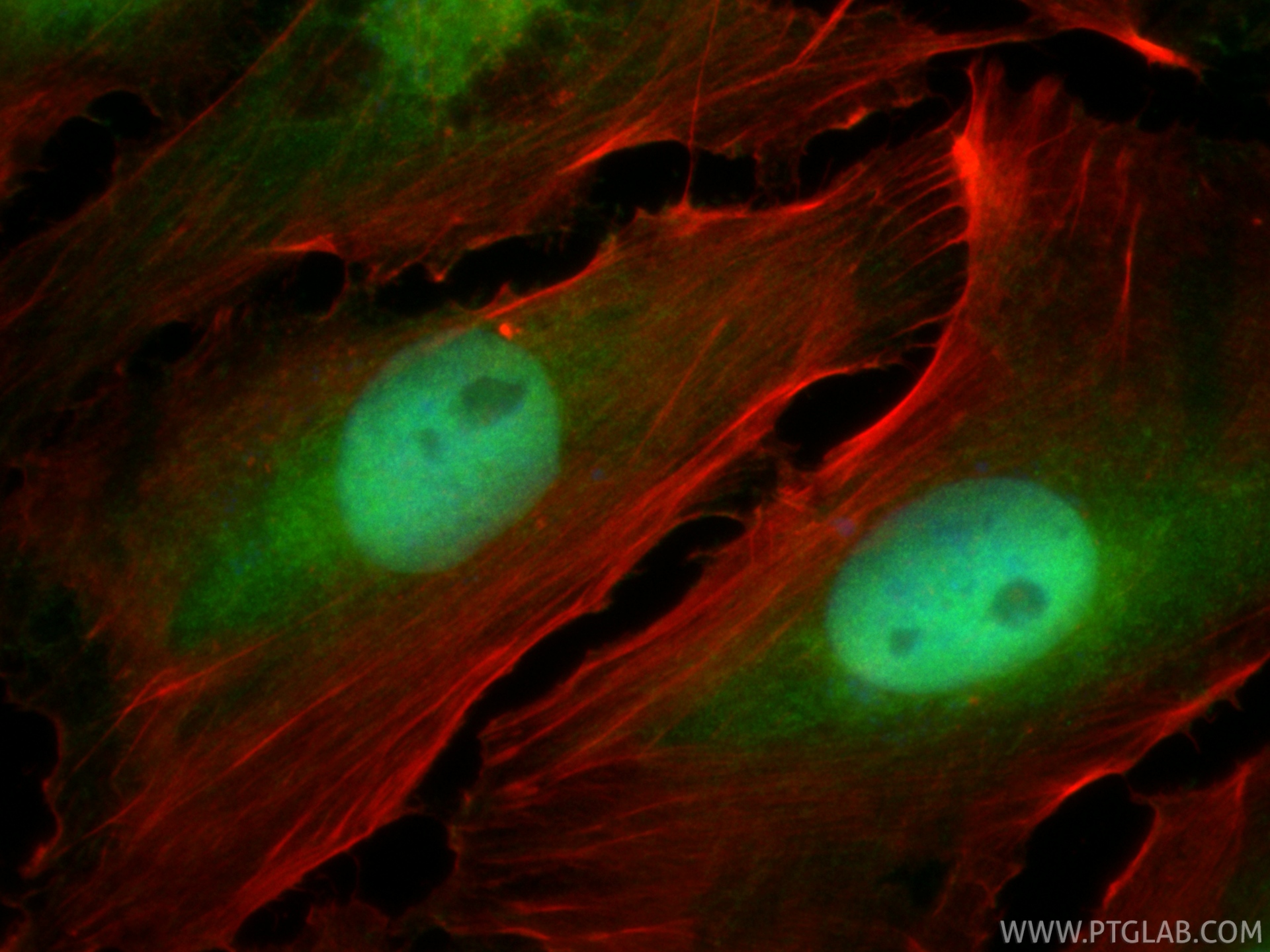 IF Staining of U-251 using CL488-23306
