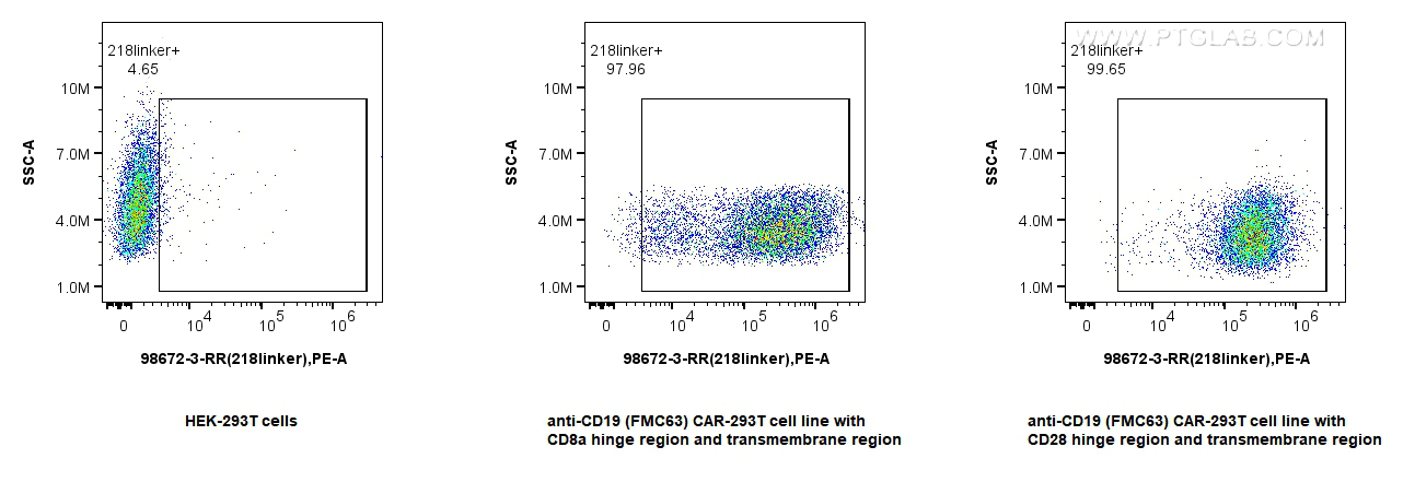 1x10^6 HEK-293T cells or anti-CD19 (FMC63) CAR with CD28 or CD8a hinge region and transmembrane region transfected HEK-293T cells were surface stained with 0.25 ug Anti-Whitlow/218 Linker Rabbit RecAb (98672-3-RR, Clone:252007G8), or 0.25 ug Rabbit IgG Isotype Control RecAb (<a class='green' href='/productredirect?CatalogNo=98136-1-RR' target='_blank'>98136-1-RR</a>, Clone: 240953C9),and PE-Conjugated Goat Anti-Rabbit IgG(H+L). Cells were not fixed. FC experiment of Transfected HEK-293T using 98672-3-RR