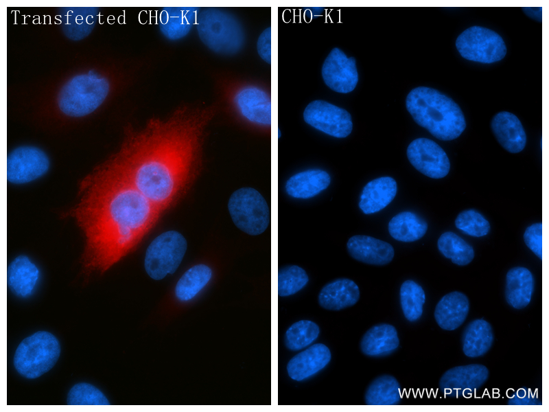 Immunofluorescent analysis of (4% PFA) fixed Transfected CHO cells using 218linker antibody (98672-3-RR, Clone: 252007G1 ) at dilution of 1:400 and CoraLite®594-Conjugated Goat Anti-Rabbit IgG(H+L) (<a class='green' href='/productredirect?CatalogNo=SA00013-4' target='_blank'>SA00013-4</a>). IF Staining of Transfected CHO using 98672-3-RR