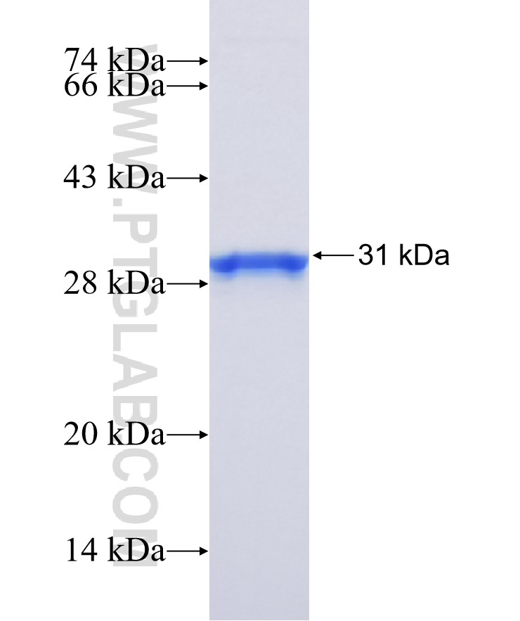 XAF1 fusion protein Ag25843 SDS-PAGE