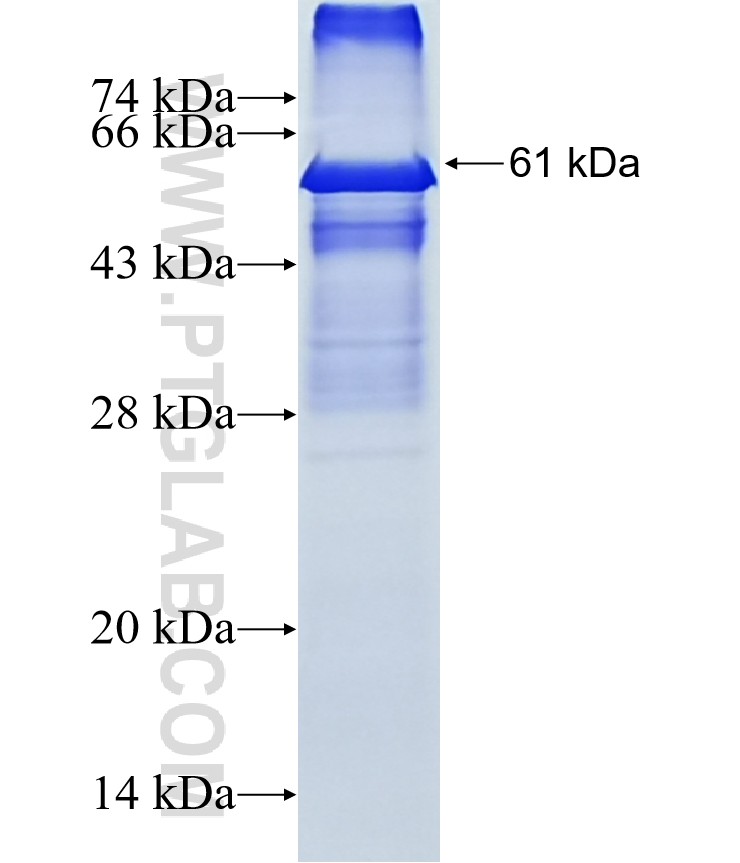 XAF1 fusion protein Ag12110 SDS-PAGE