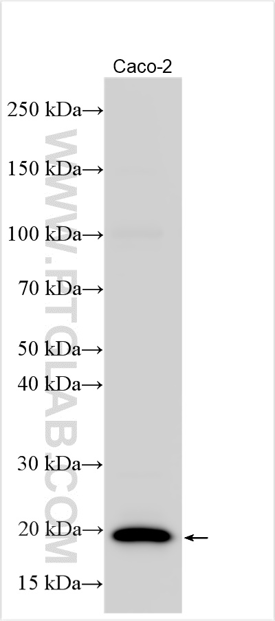 WB analysis using 33118-1-AP