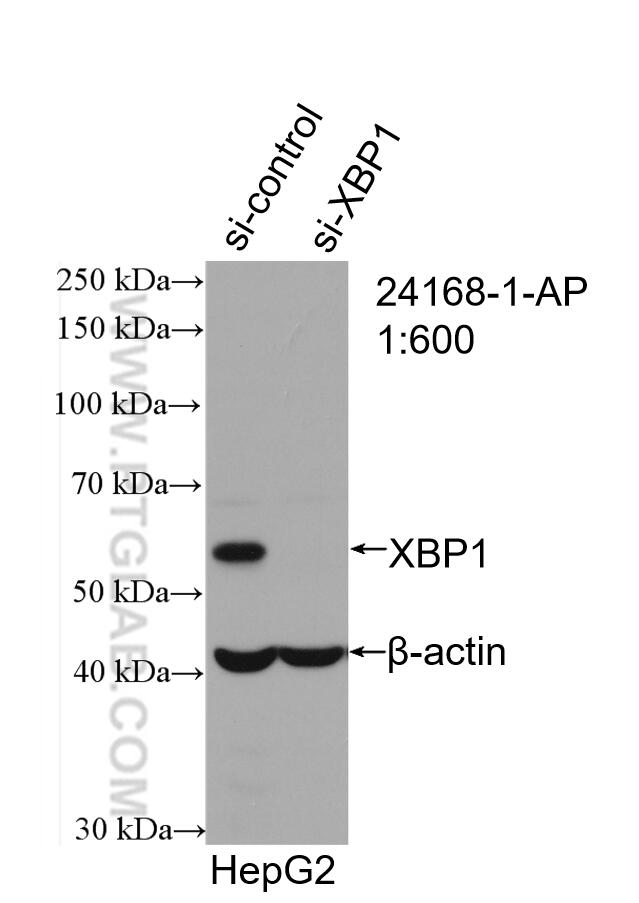 WB analysis of HepG2 using 24168-1-AP