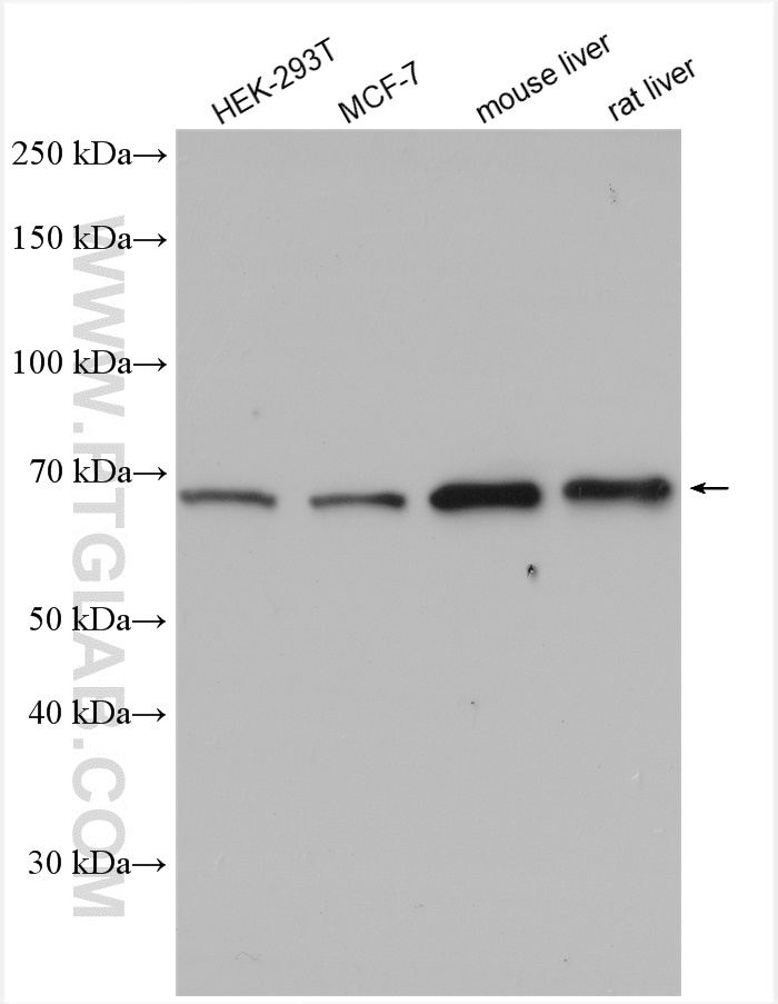 WB analysis using 24868-1-AP