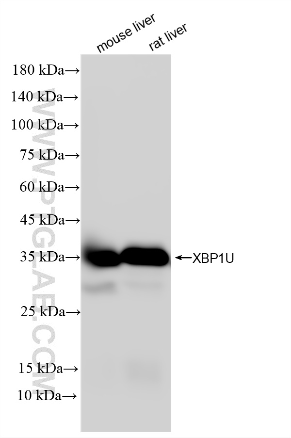 WB analysis using 87794-1-RR (same clone as 87794-1-PBS) WB analysis using 87794-1-RR (same clone as 87794-1-PBS)