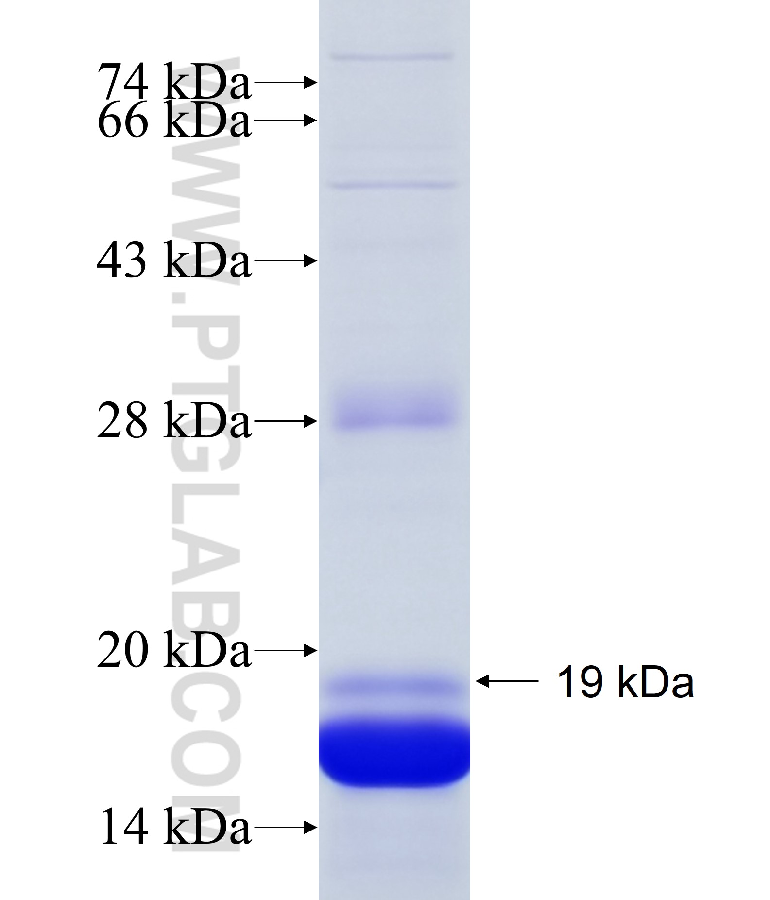 XCL1 fusion protein Ag24452 SDS-PAGE