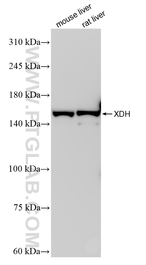 WB analysis using 85206-3-RR