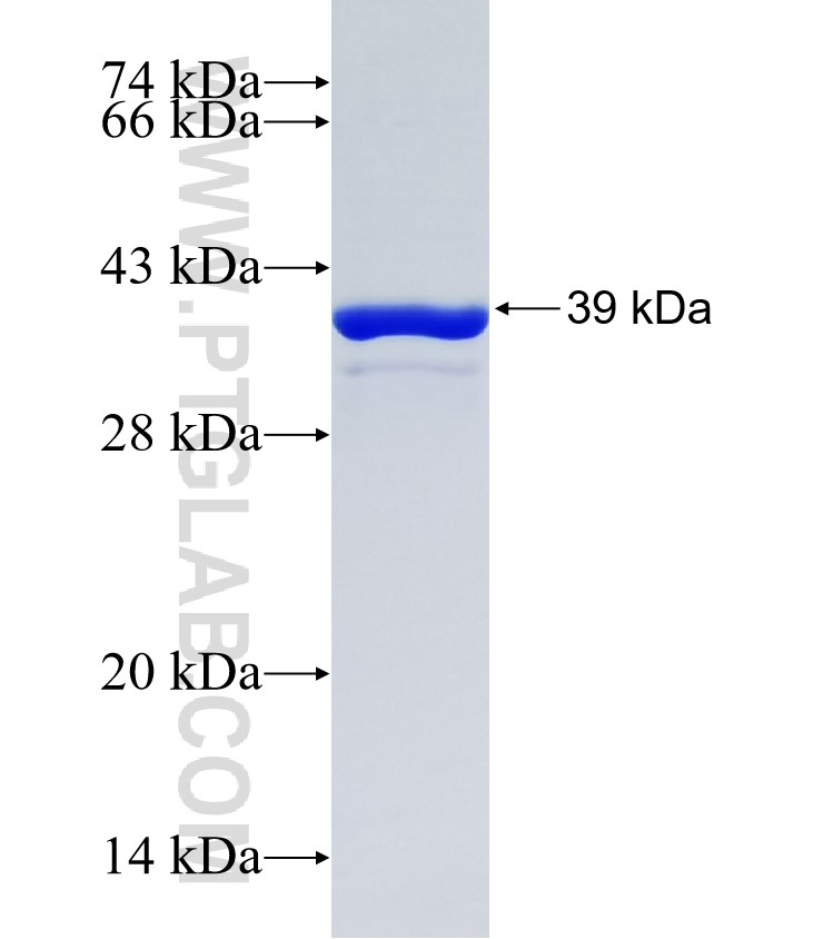XG fusion protein Ag15888 SDS-PAGE