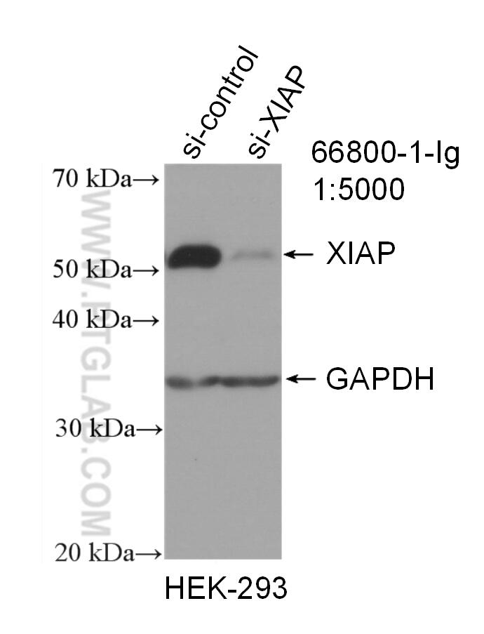 WB analysis of HEK-293 using 66800-1-Ig