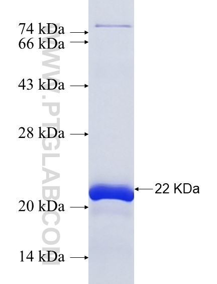 XIRP1 fusion protein Ag37013 SDS-PAGE XIRP1 fusion protein Ag37013 SDS-PAGE