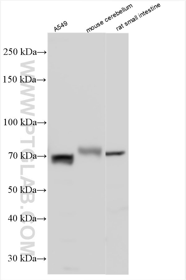 WB analysis using 32981-1-AP