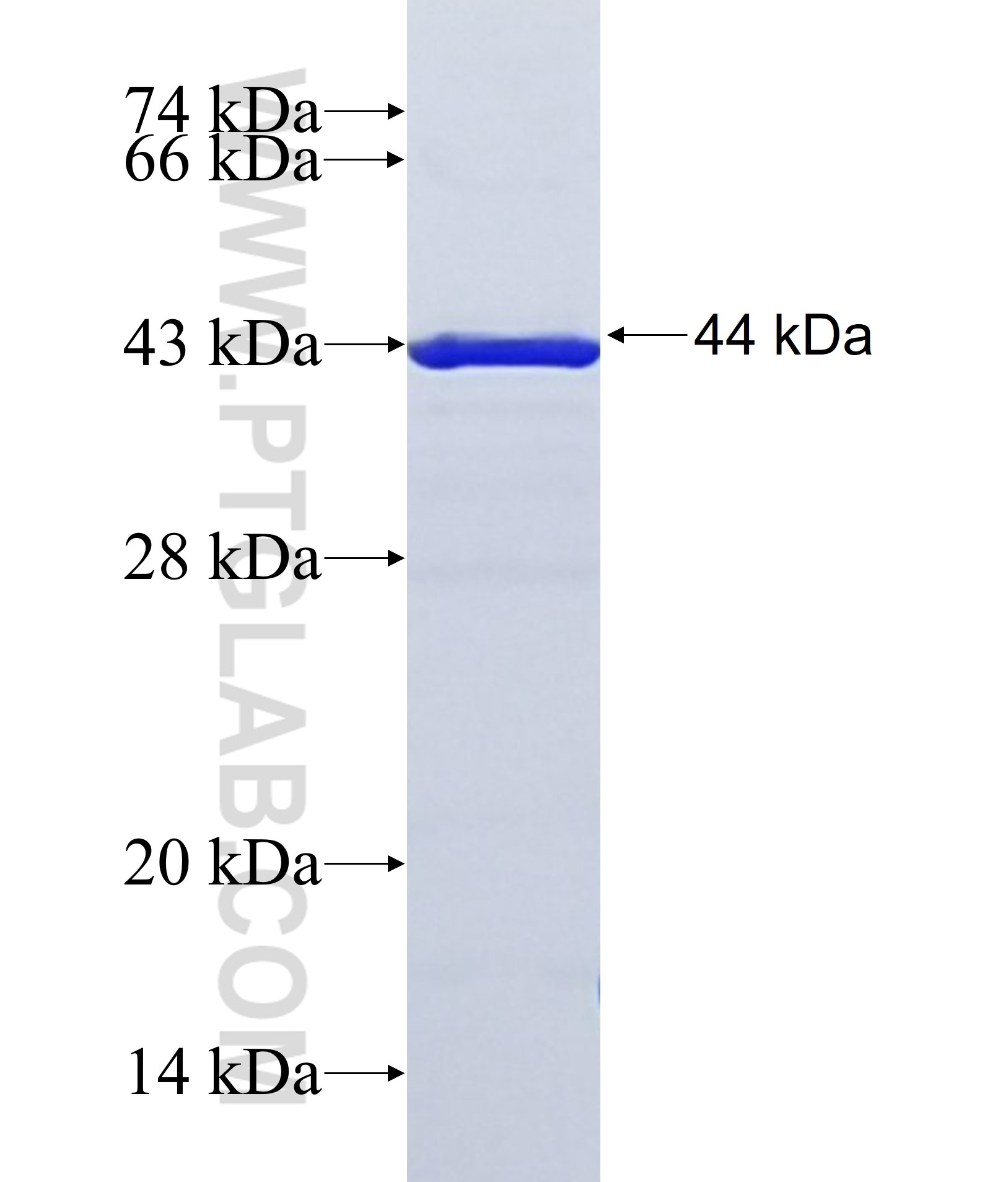 XKR4 fusion protein Ag38049 SDS-PAGE
