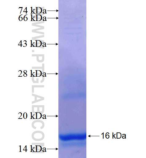XKRX fusion protein Ag26071 SDS-PAGE XKRX fusion protein Ag26071 SDS-PAGE