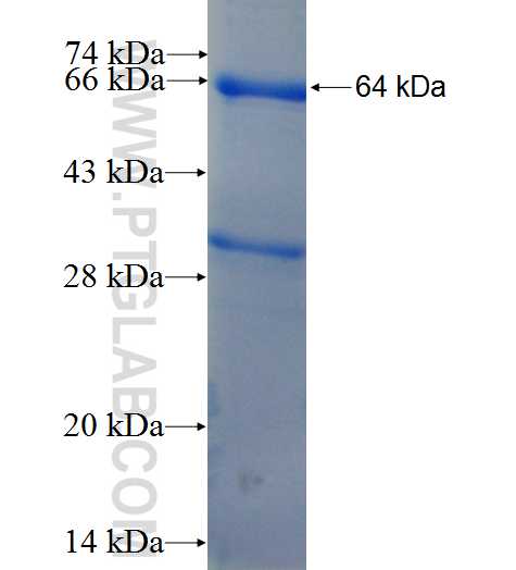 XPA fusion protein Ag9536 SDS-PAGE