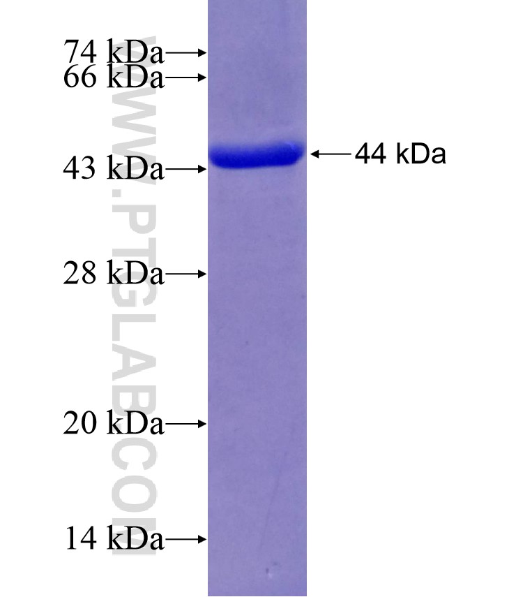 XPNPEP3 fusion protein Ag8030 SDS-PAGE