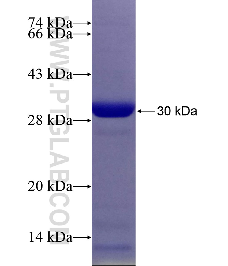 XPO1 fusion protein Ag27337 SDS-PAGE