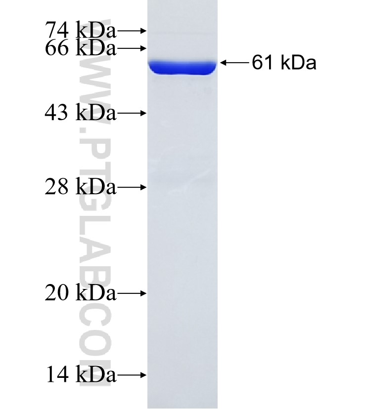 XPO4 fusion protein Ag21845 SDS-PAGE