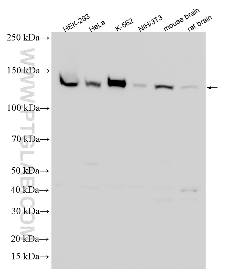 WB analysis using 28628-1-AP