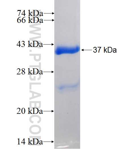 XPO5 fusion protein Ag24217 SDS-PAGE