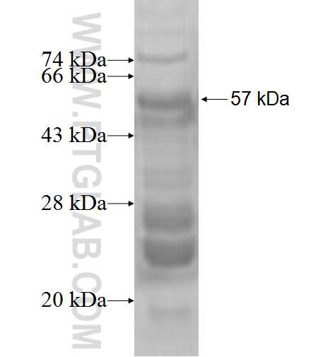 XPO5 fusion protein Ag1267 SDS-PAGE