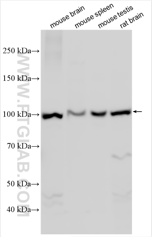 WB analysis using 12980-1-AP