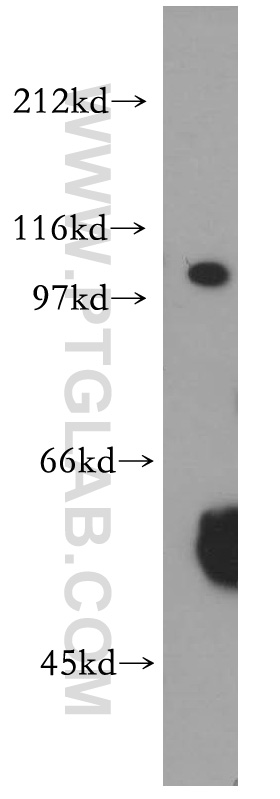 WB analysis of K-562 using 12980-1-AP