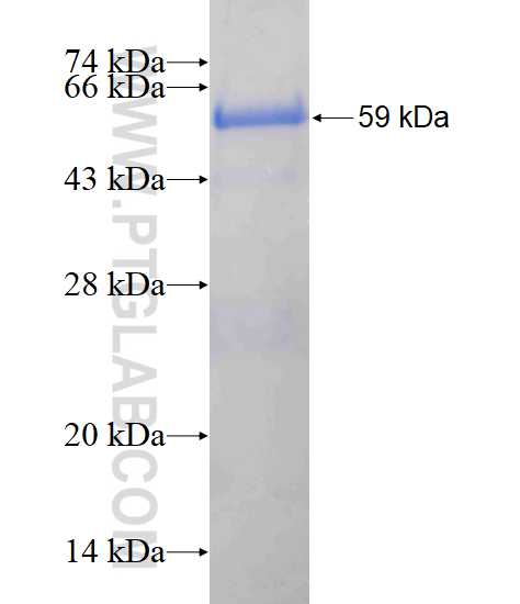 XPO7 fusion protein Ag3603 SDS-PAGE