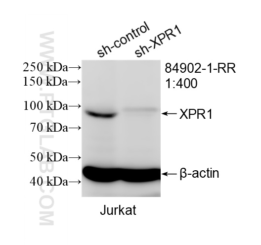 WB result of XPR1 antibody (84902-1-RR; 1:400; incubated at room temperature for 1.5 hours) with sh-Control and sh-XPR1 transfected Jurkat cells. WB analysis of Jurkat using 84902-1-RR