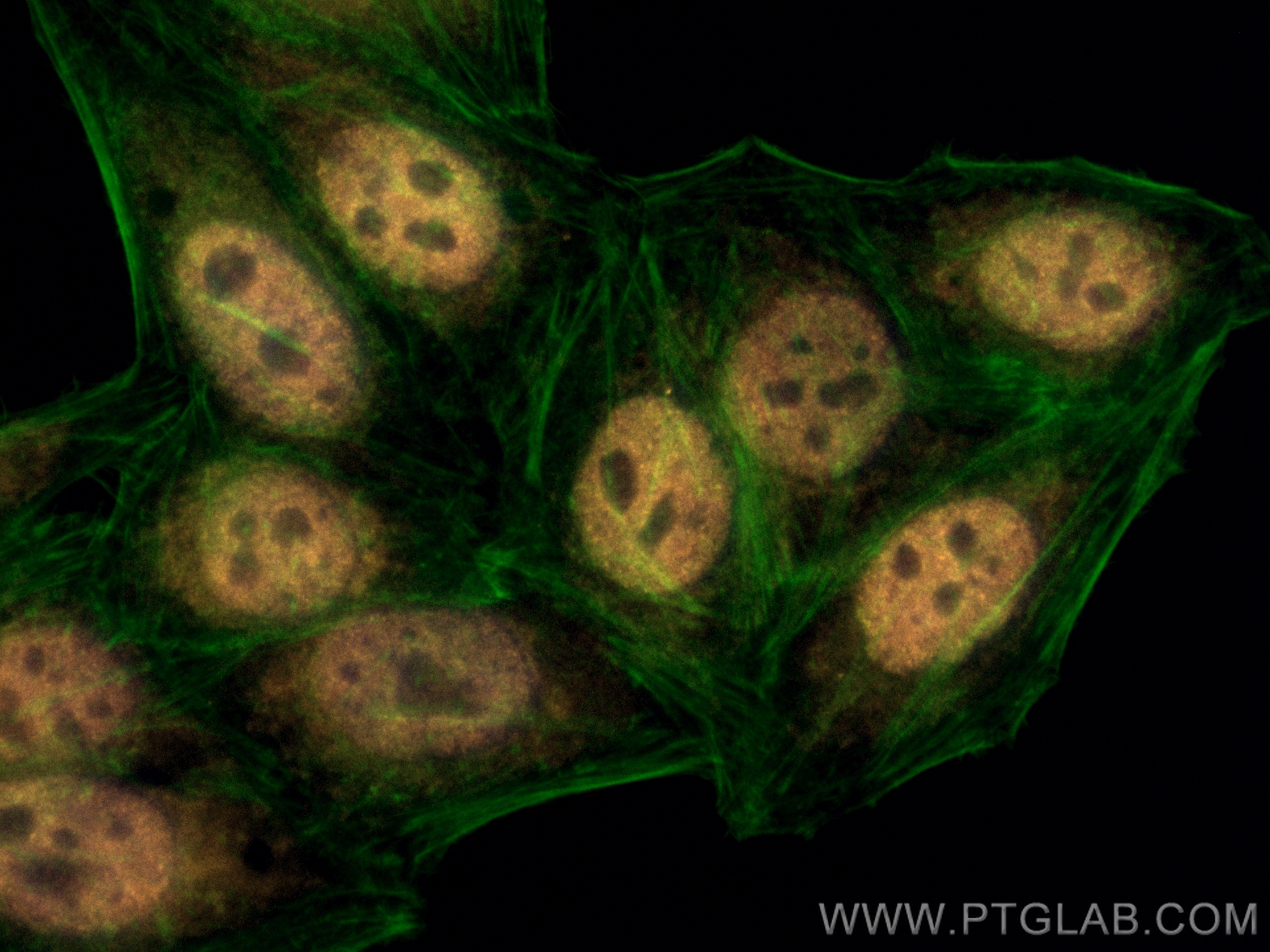 IF Staining of HepG2 using CL555-66652