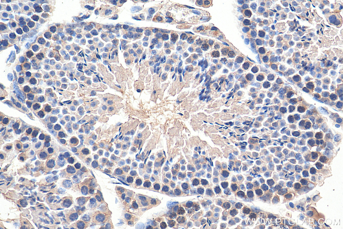 IHC staining of mouse testis using 67222-1-Ig