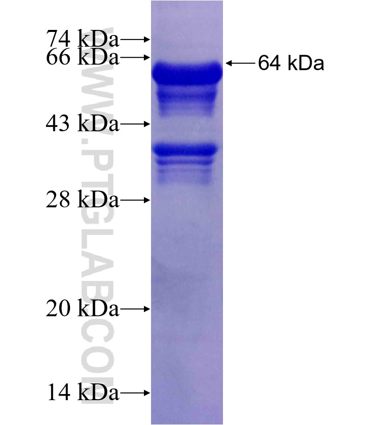 XRCC3 fusion protein Ag13317 SDS-PAGE