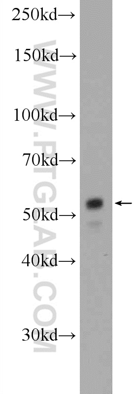 WB analysis of HepG2 using 15817-1-AP