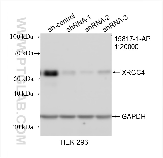 WB analysis of HEK-293 using 15817-1-AP