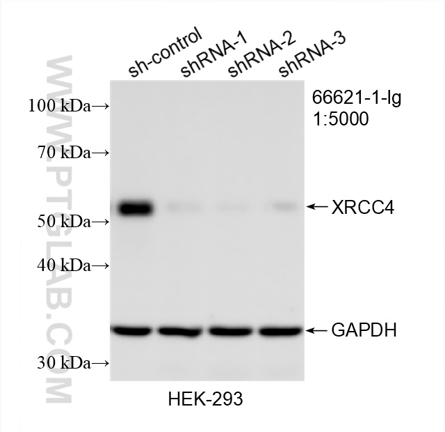 WB analysis of HEK-293 using 66621-1-Ig (same clone as 66621-1-PBS)