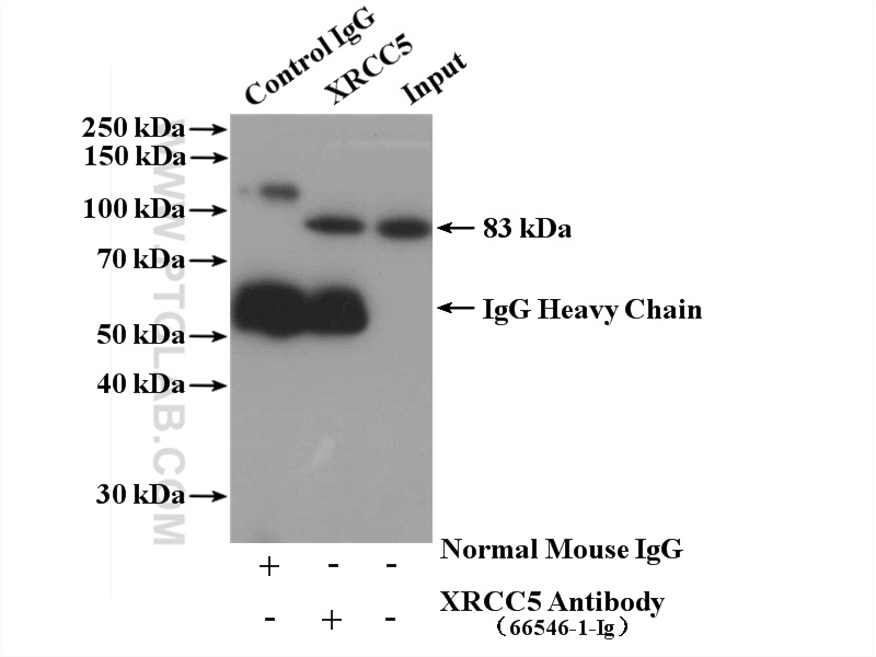 IP experiment of HeLa using 66546-1-Ig