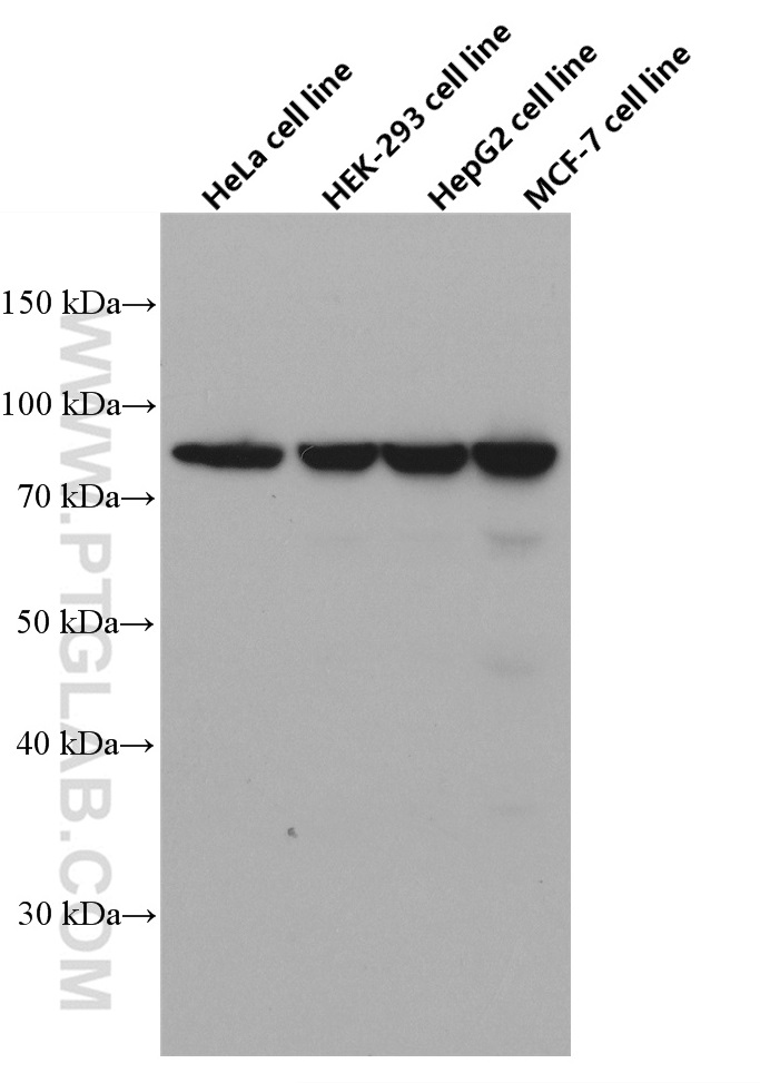 WB analysis using 66546-1-Ig