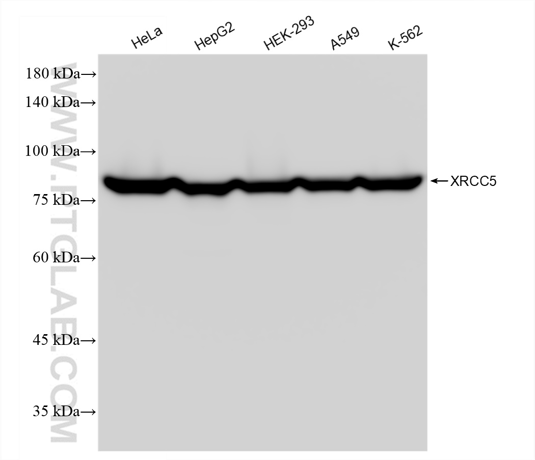 WB analysis using 80325-6-RR