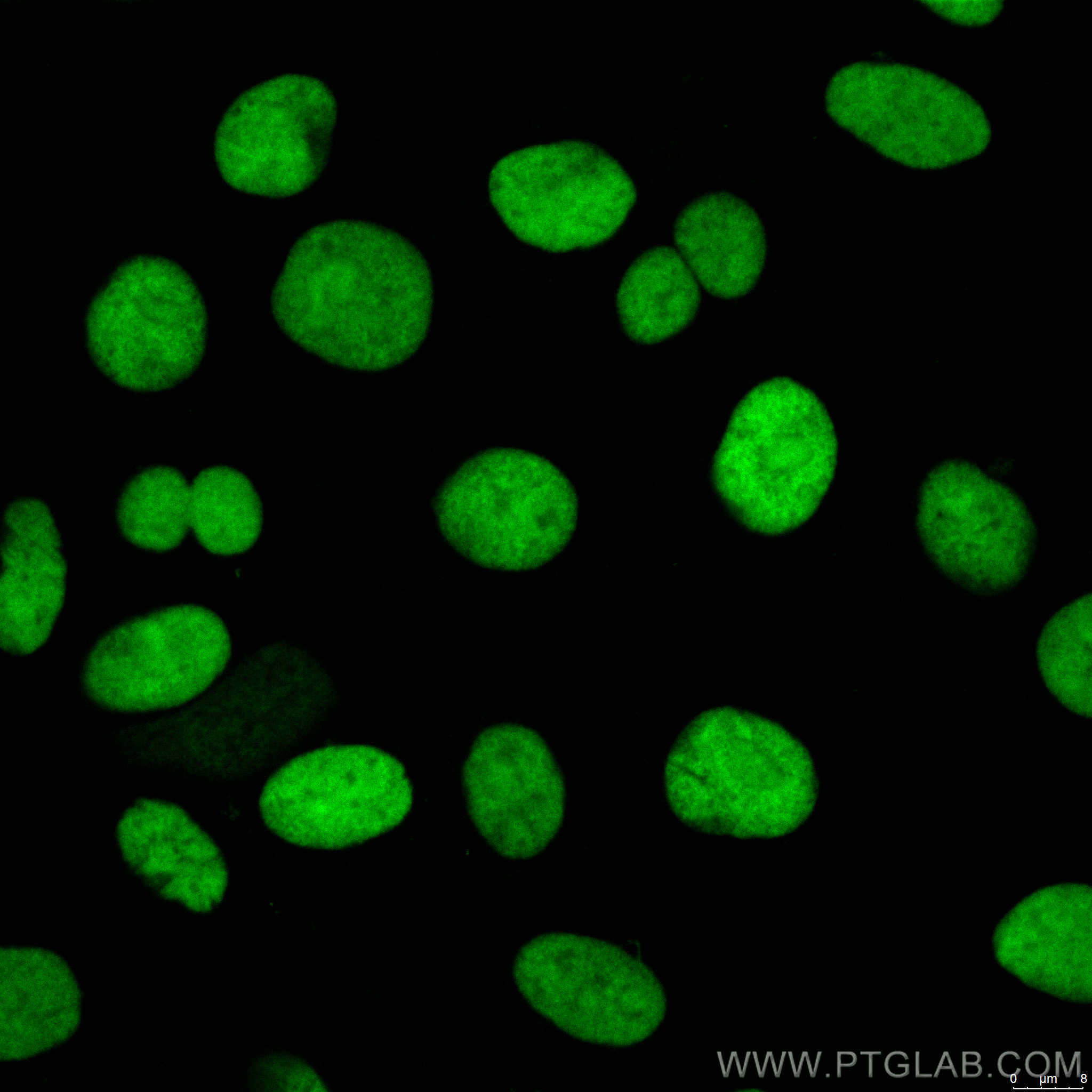 IF Staining of HepG2 using CL488-66546