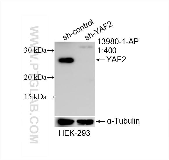 WB analysis of HEK-293 using 13980-1-AP