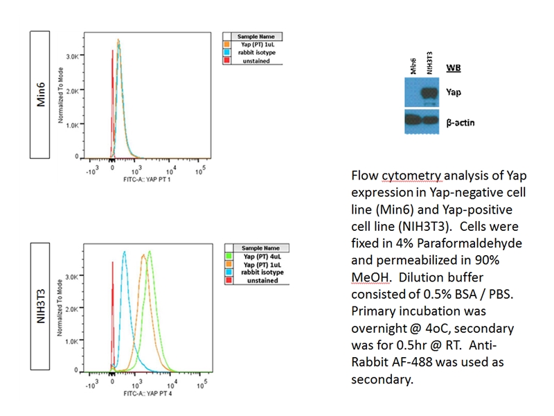 YAP1 Polyclonal antibody