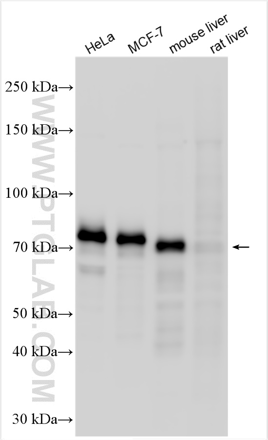 WB analysis using 13584-1-AP