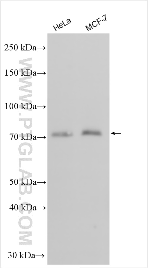 WB analysis using 30464-1-AP