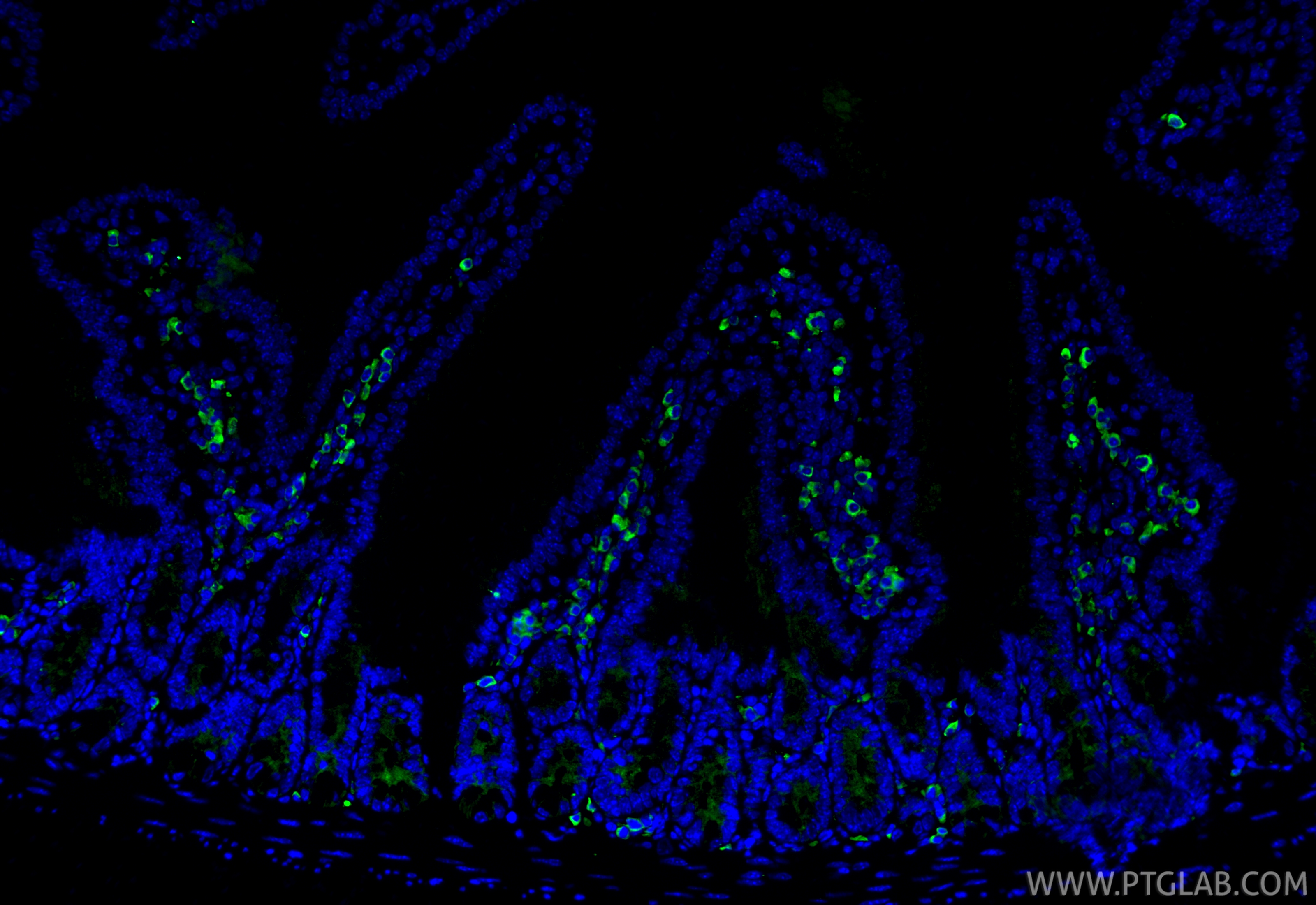 IF Staining of mouse small intestine using 66900-1-Ig (same clone as 66900-1-PBS) IF Staining of mouse small intestine using 66900-1-Ig (same clone as 66900-1-PBS)