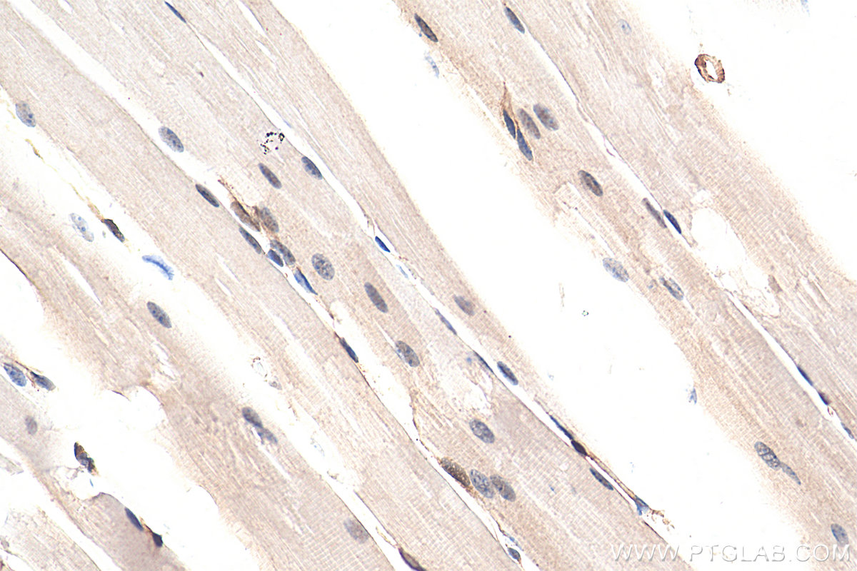 IHC staining of mouse skeletal muscle using 81090-1-RR