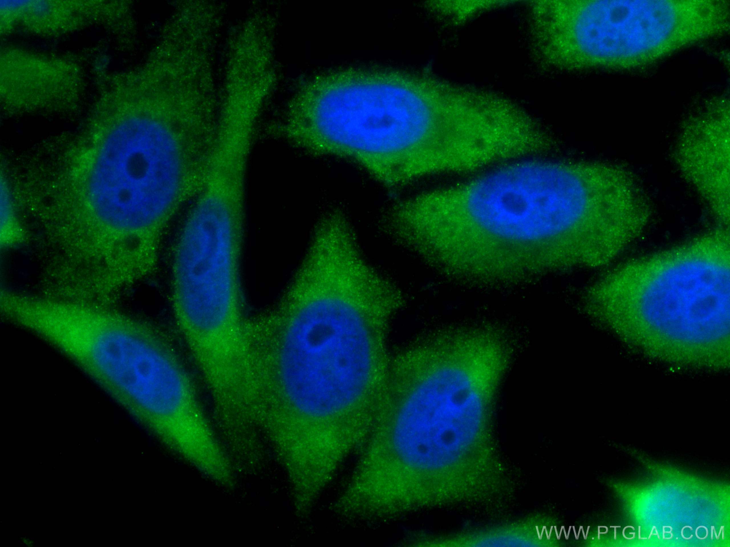 IF Staining of HepG2 using CL488-66900