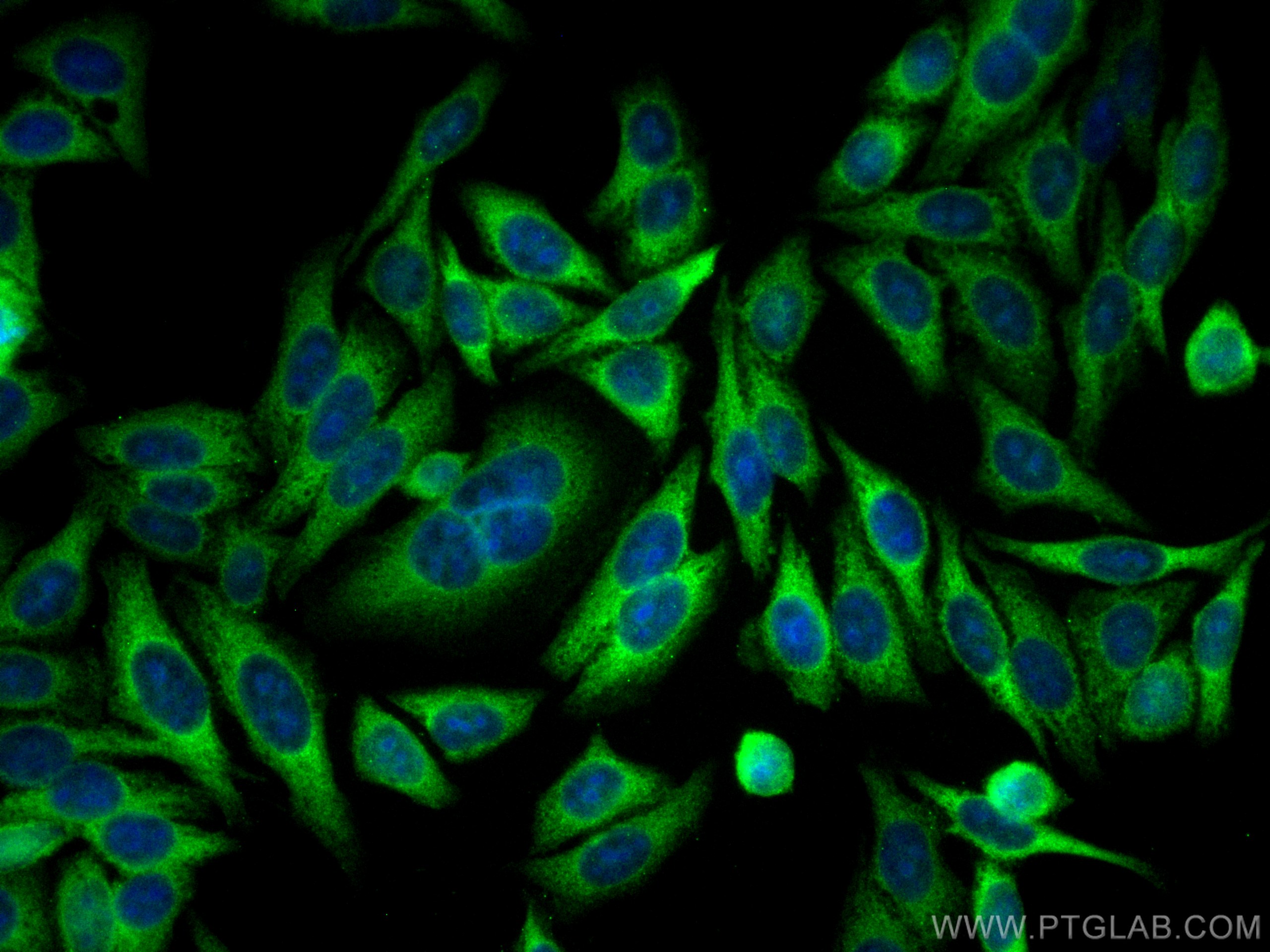 IF Staining of HepG2 using CL488-66900