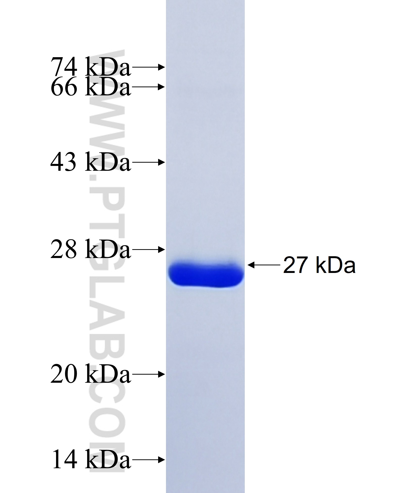 YAP1 fusion protein Ag33085 SDS-PAGE YAP1 fusion protein Ag33085 SDS-PAGE