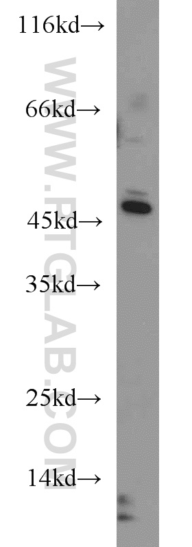 WB analysis of K-562 using 17150-1-AP