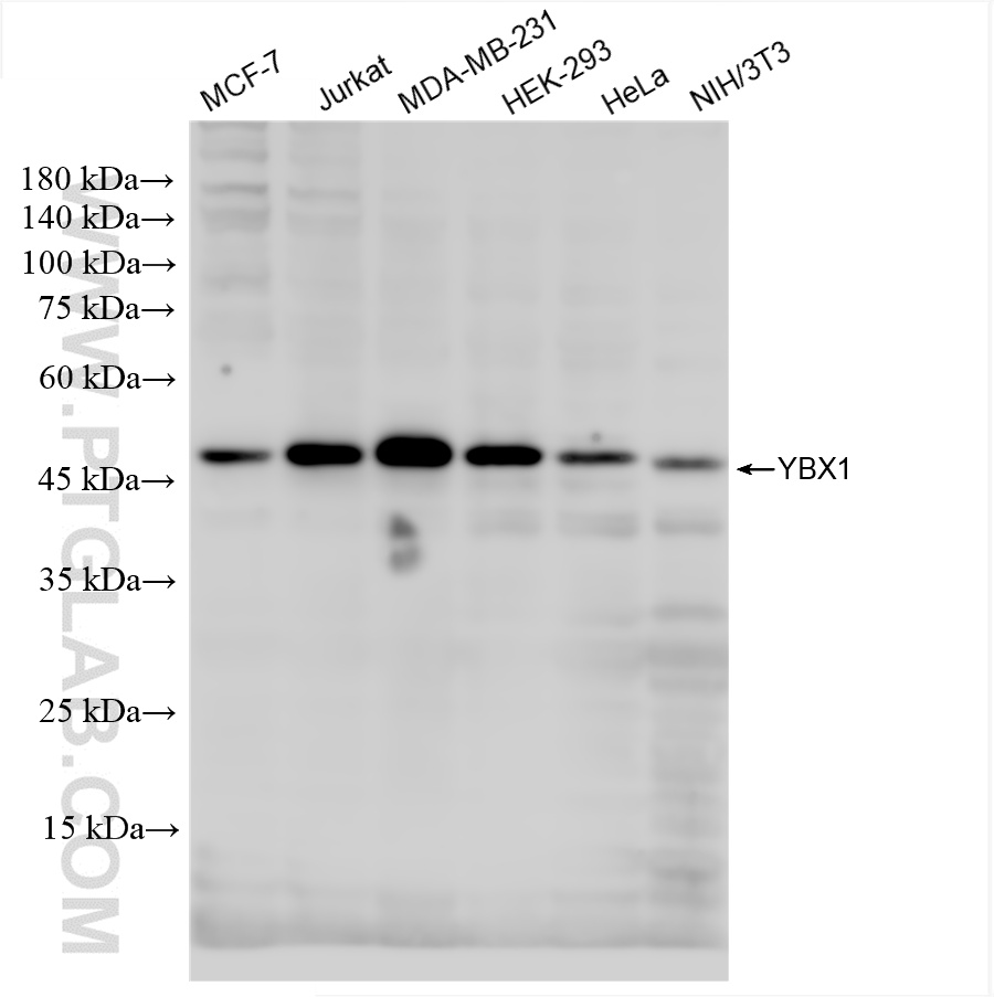 WB analysis using 84993-4-RR (same clone as 84993-4-PBS)